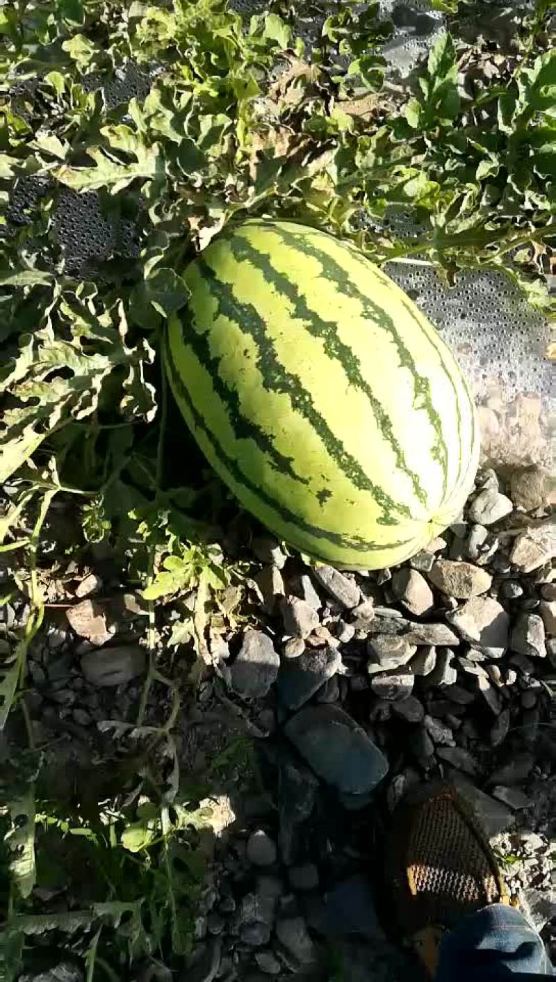宁夏，石头瓜