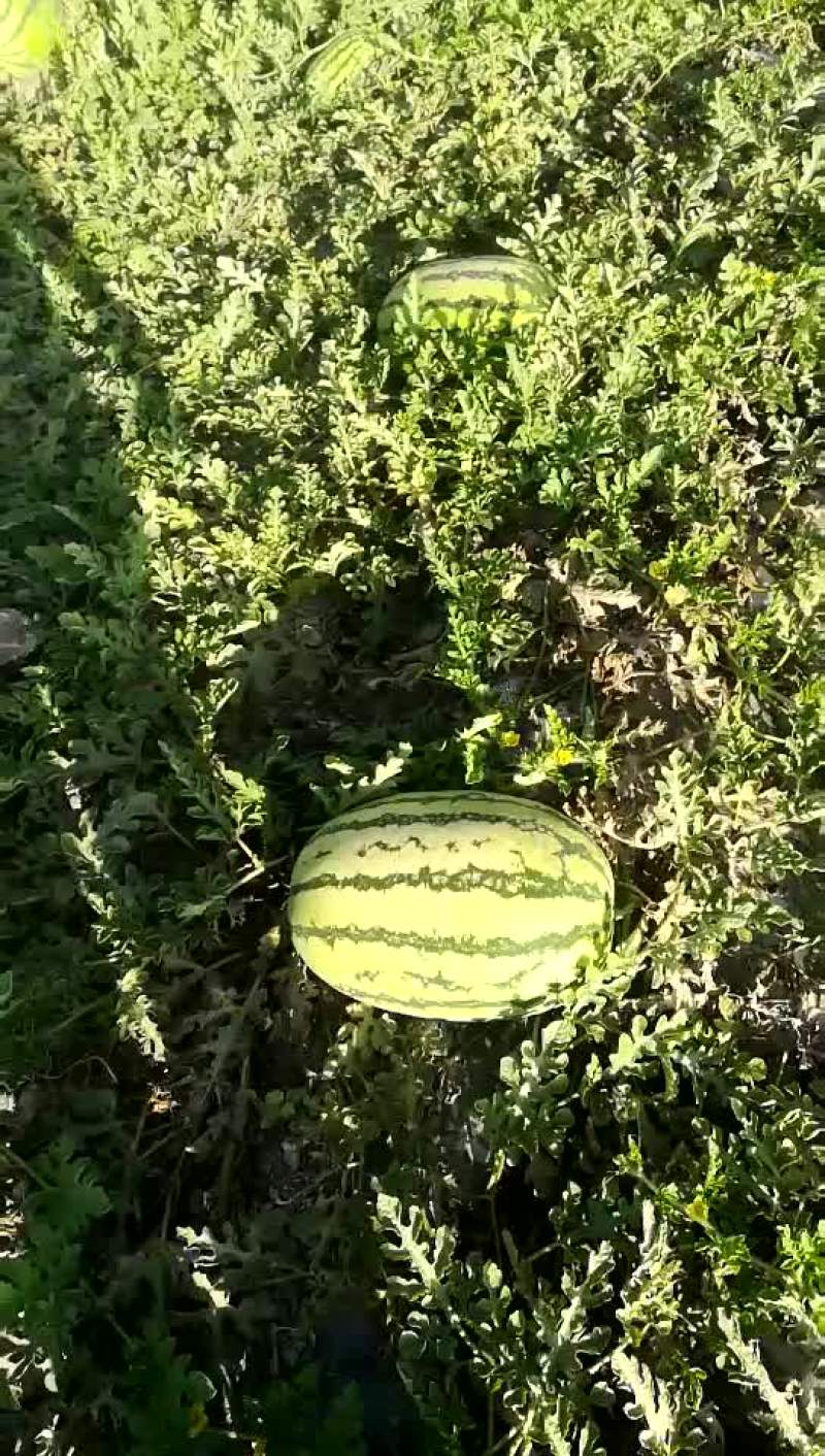 宁夏，石头瓜