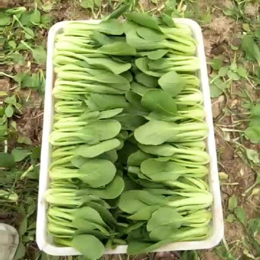 油莱