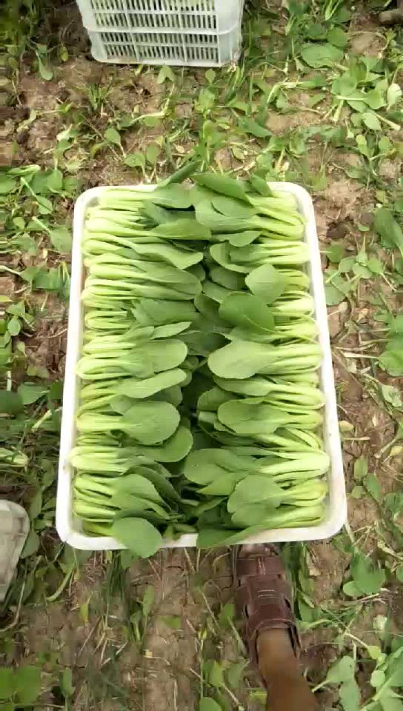 油莱