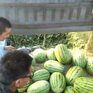 西瓜，金花一号，