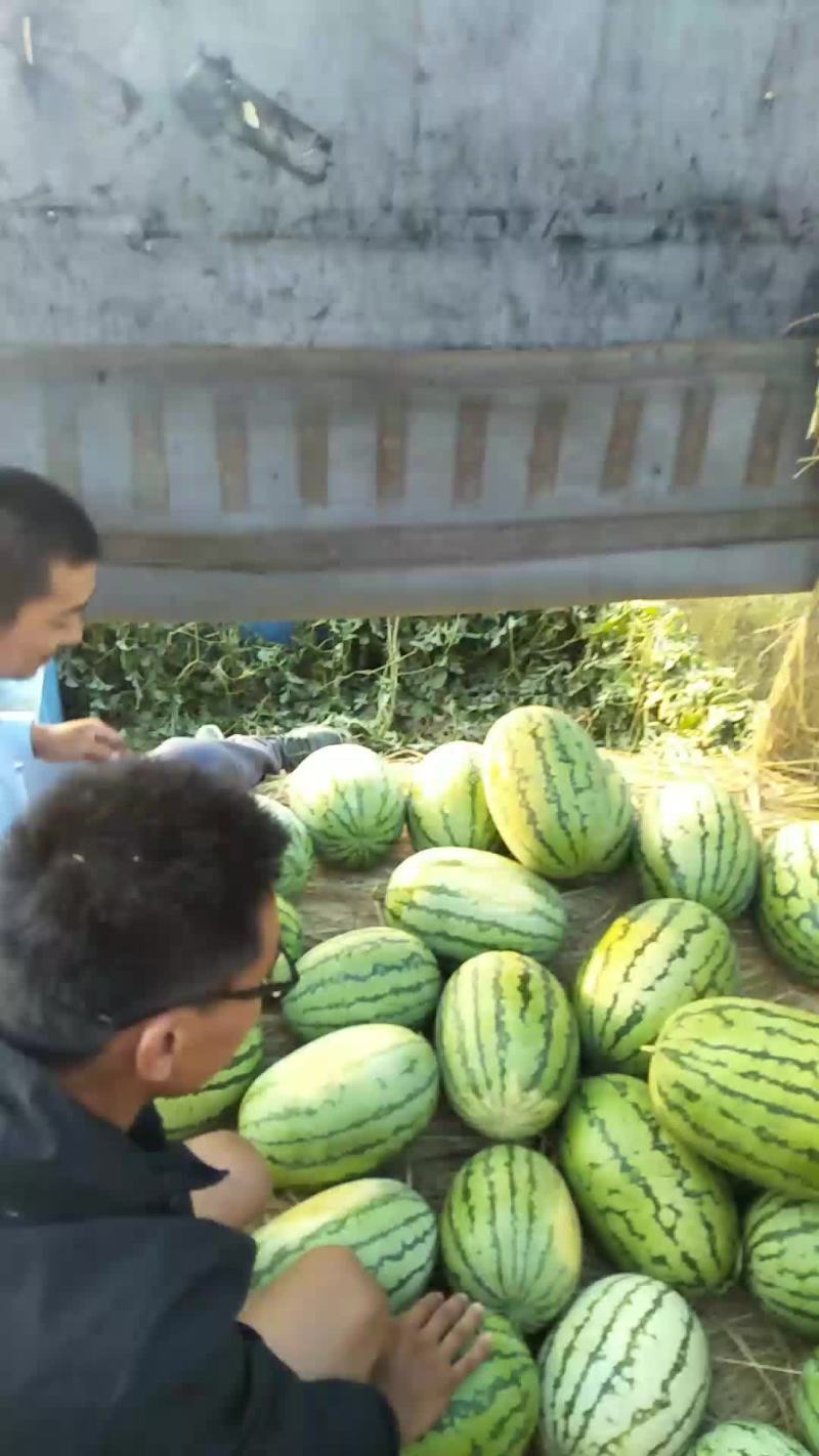 西瓜，金花一号，