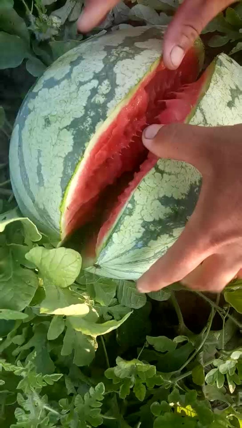 内蒙，通辽沙漠西瓜！