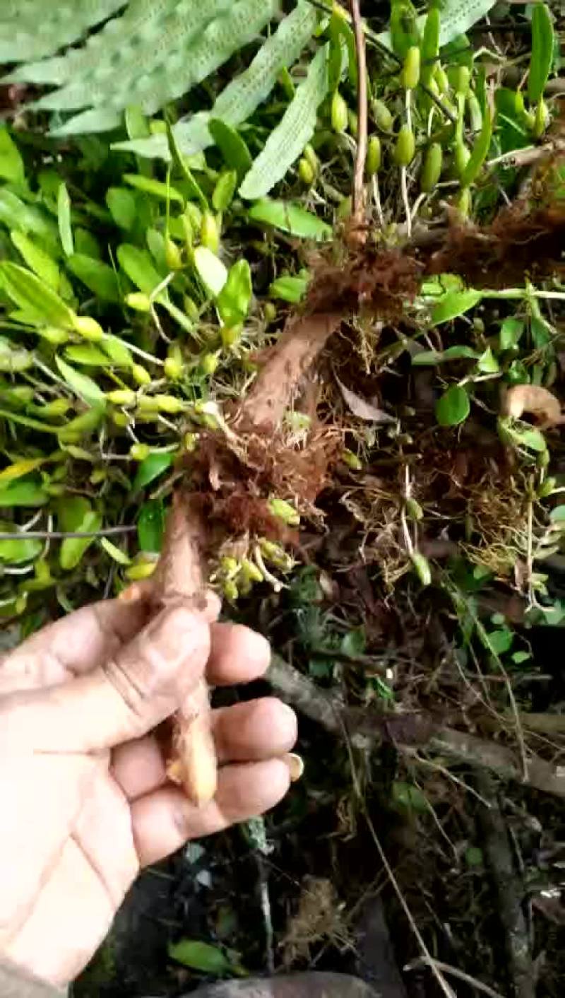 骨碎补