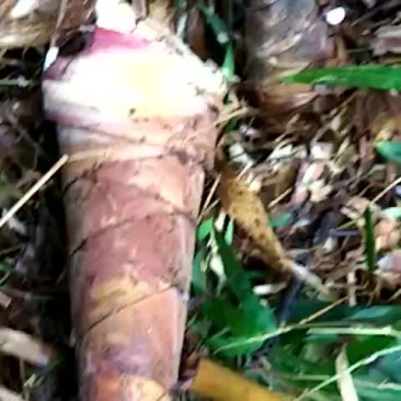 野生甜笋