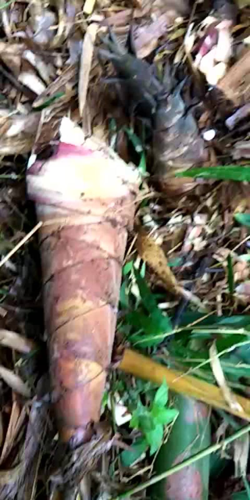 野生甜笋