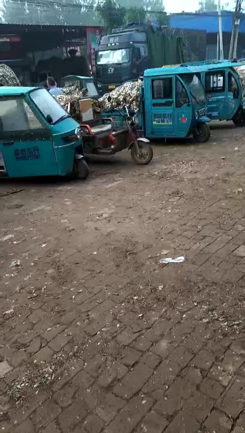 临清辫子蒜