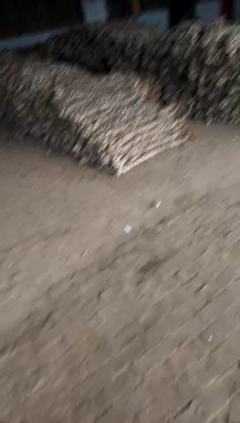 临清辫子蒜