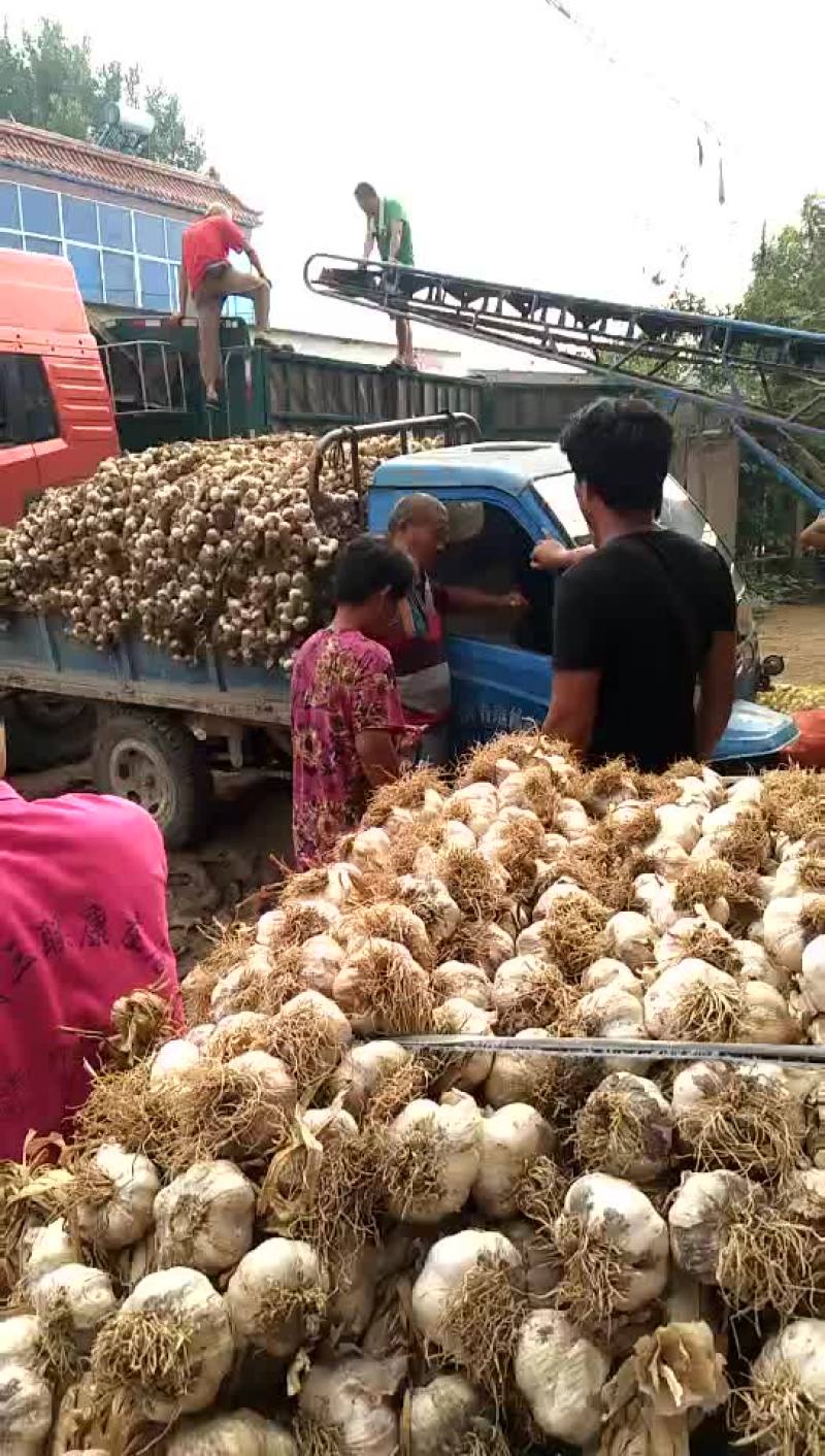 临清辫子蒜