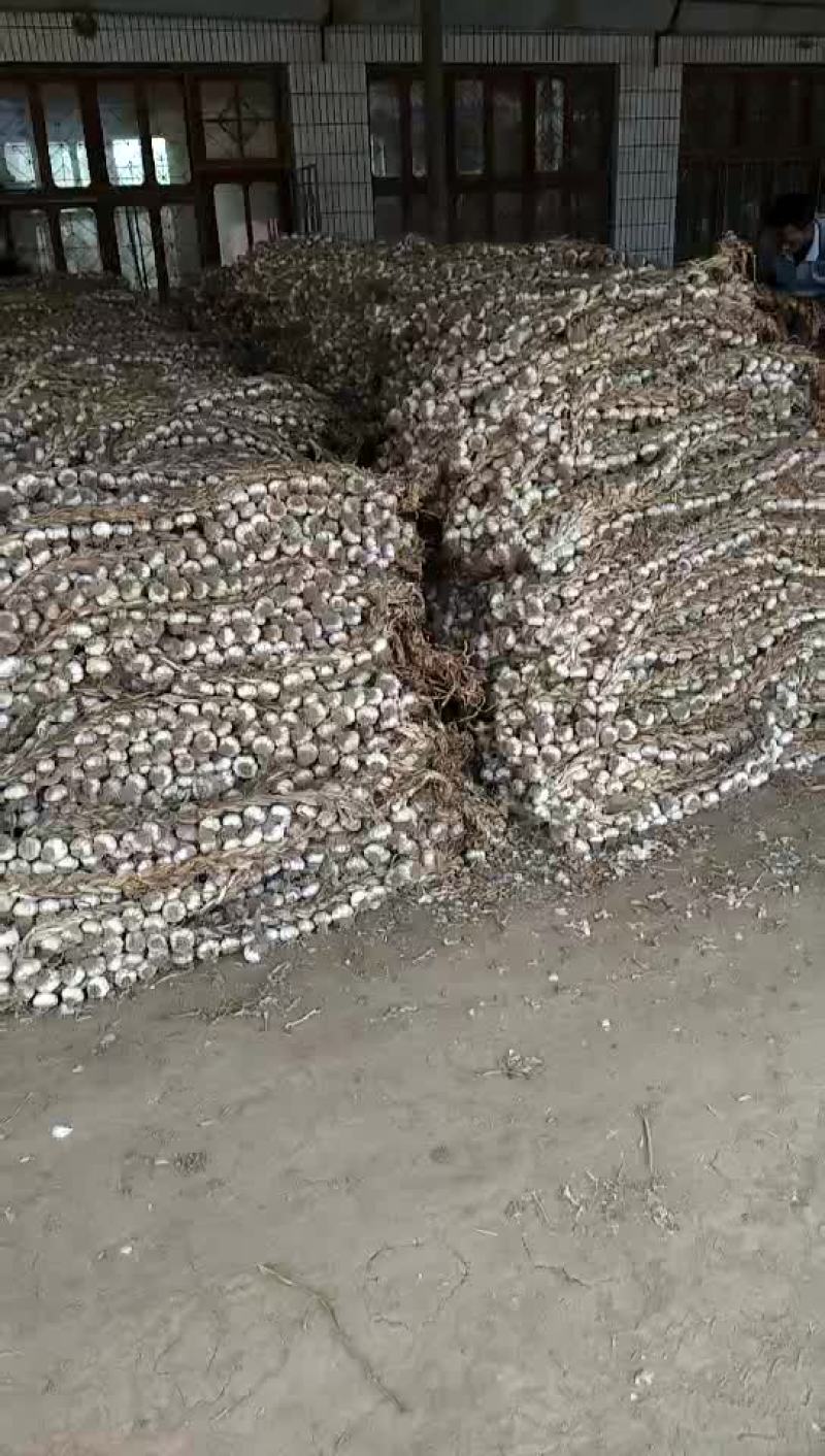 临清辫子蒜