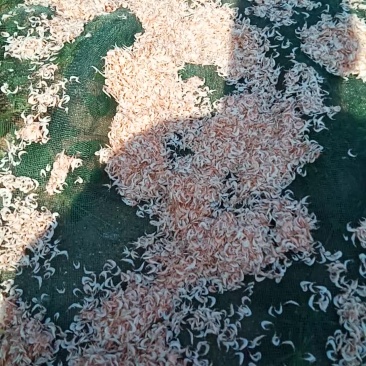 虾皮