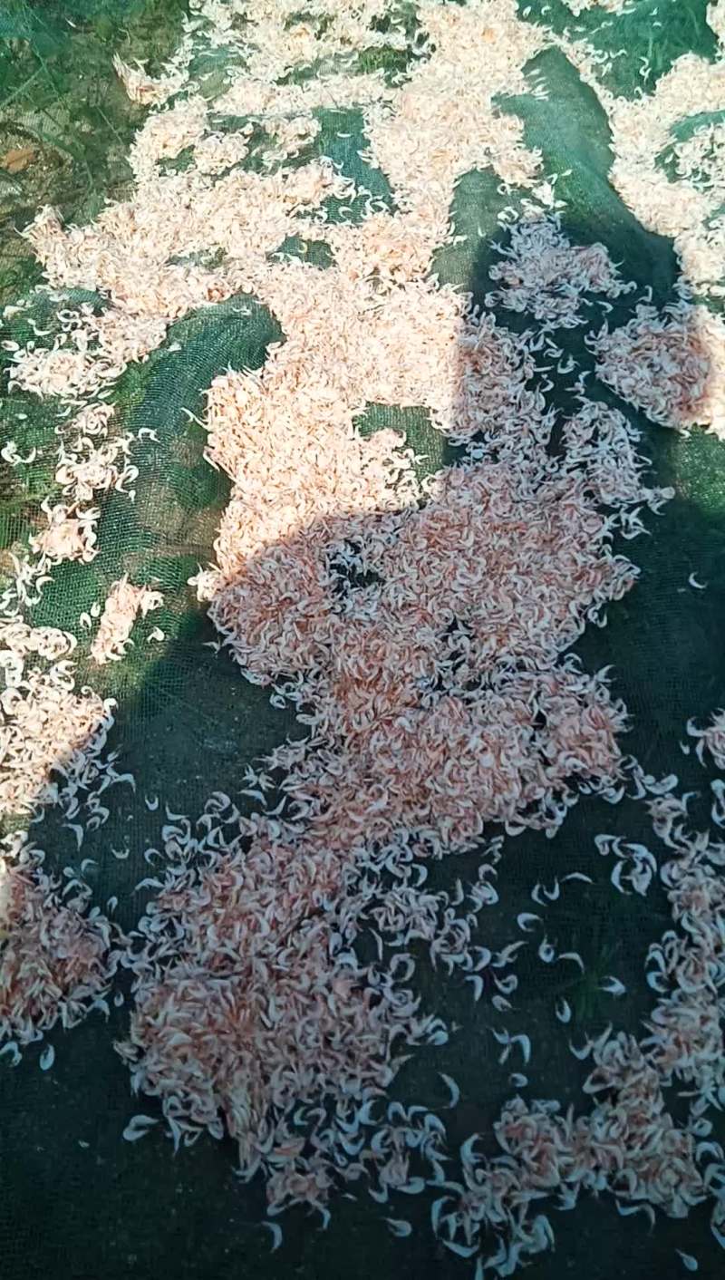 虾皮