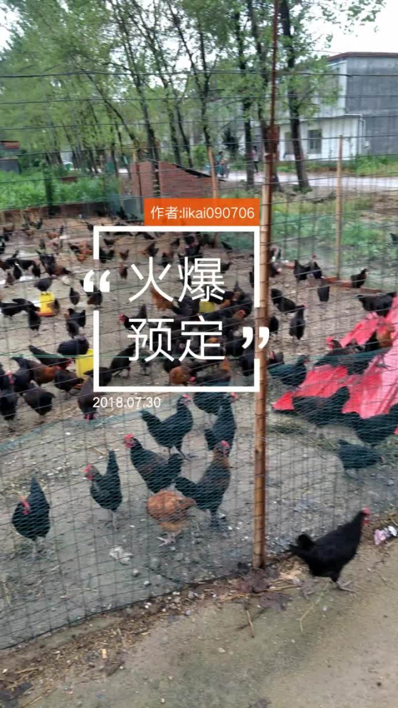 华北柴鸡