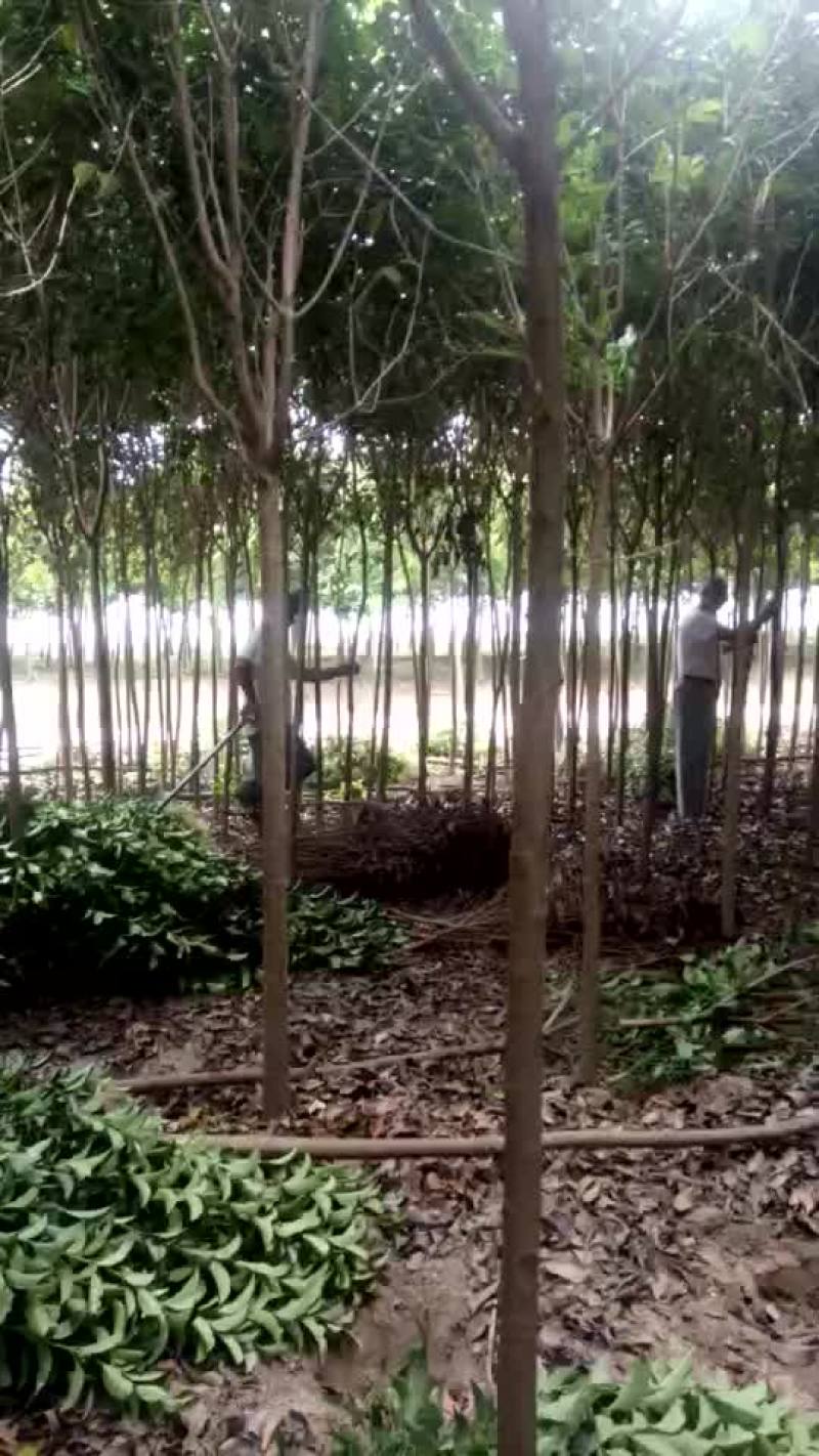 无患