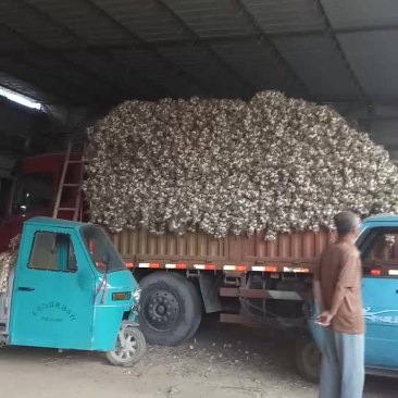 金乡蒜种继续发车