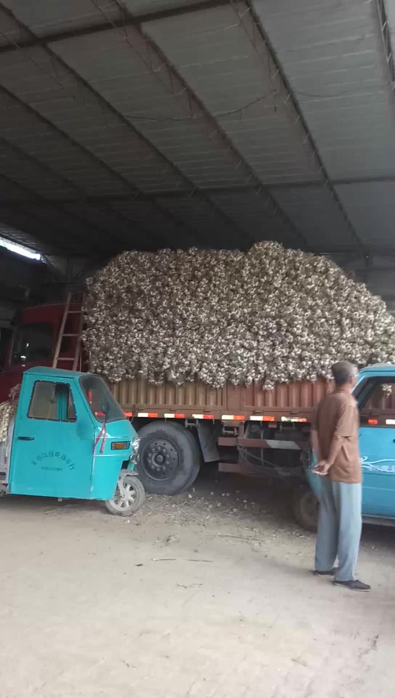 金乡蒜种继续发车