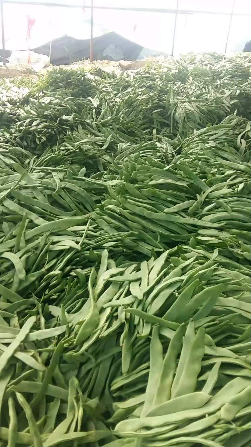 扁豆