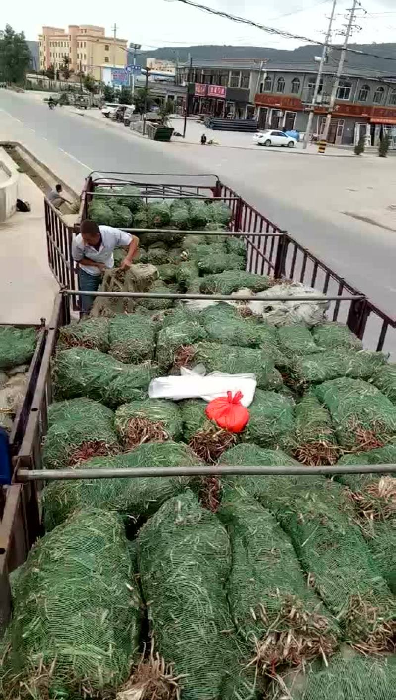 黄花菜种苗