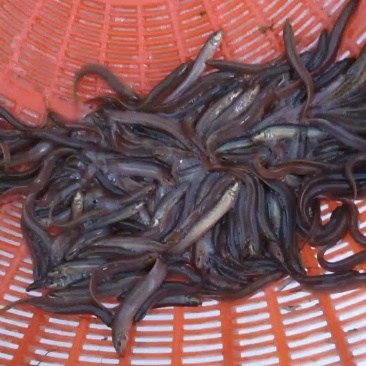 纯野生的黄板鳅！适应环境能力强！成活率高！