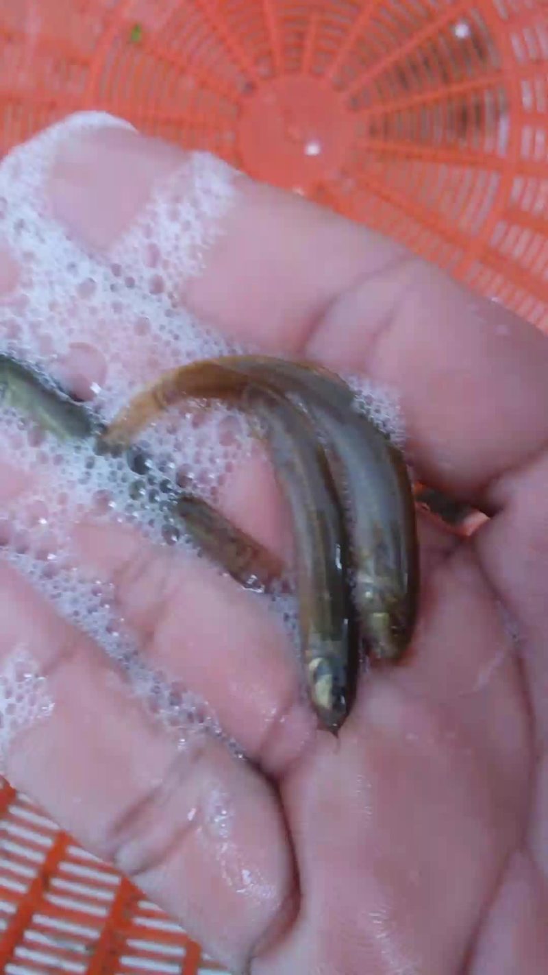 纯野生的黄板鳅！适应环境能力强！成活率高！