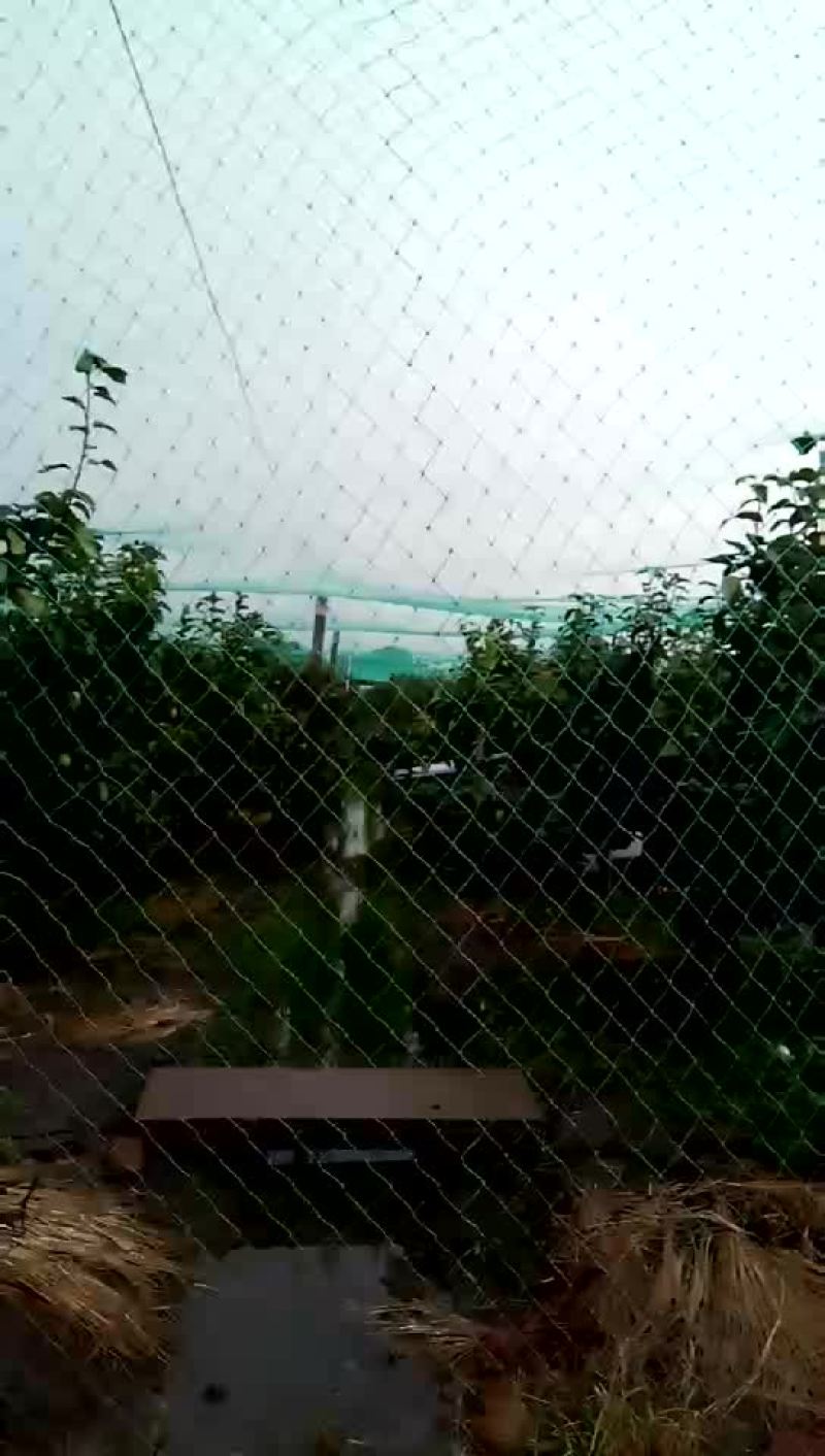 常州焦溪翠冠梨