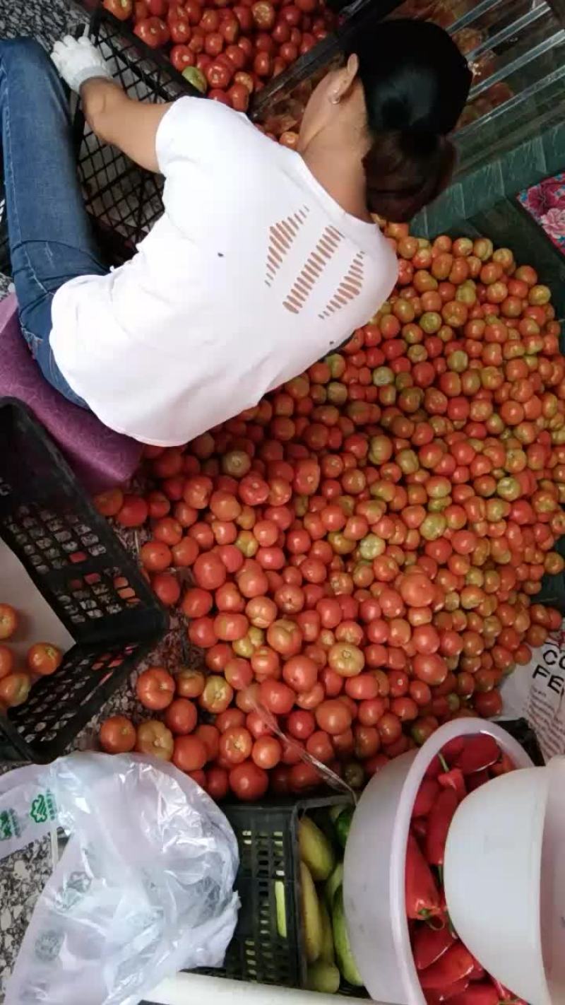 大红果少量上市，色好，果型均匀