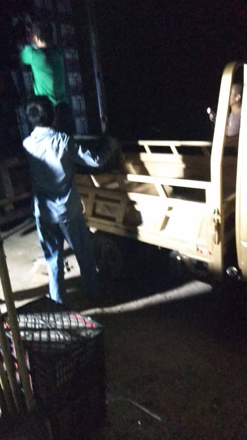 大红硬果