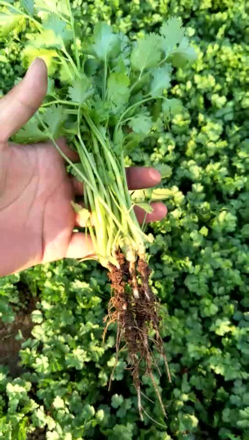 20-25香菜质量好
