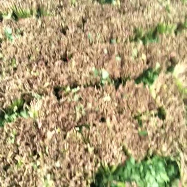 20-25香菜质量好