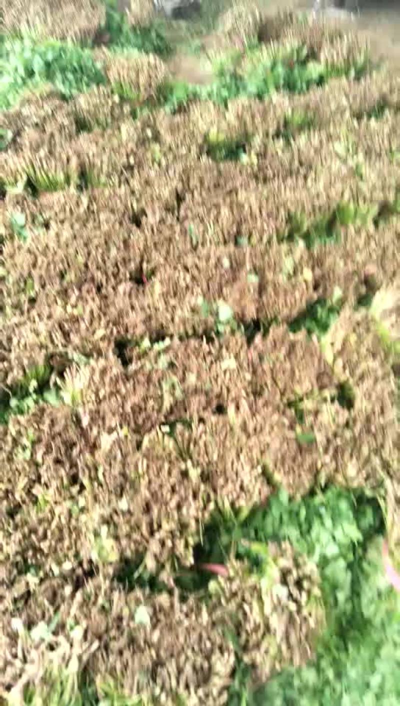 20-25香菜质量好