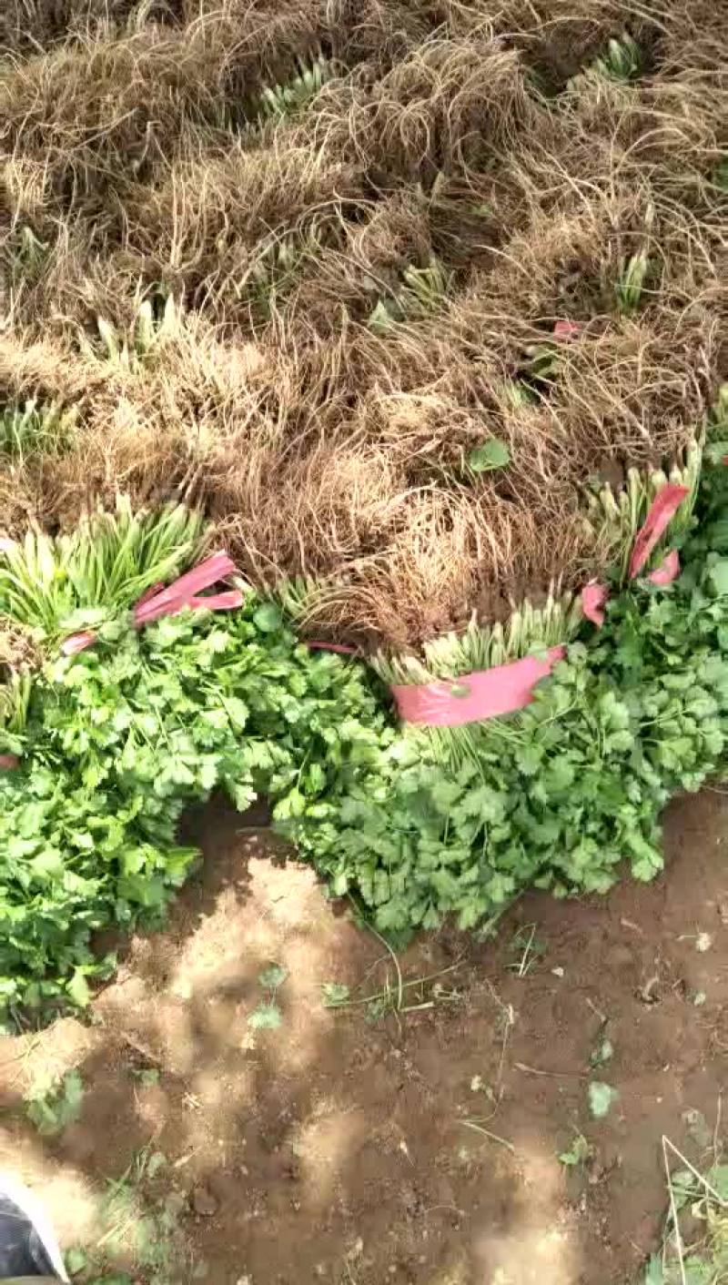 20-25香菜质量好