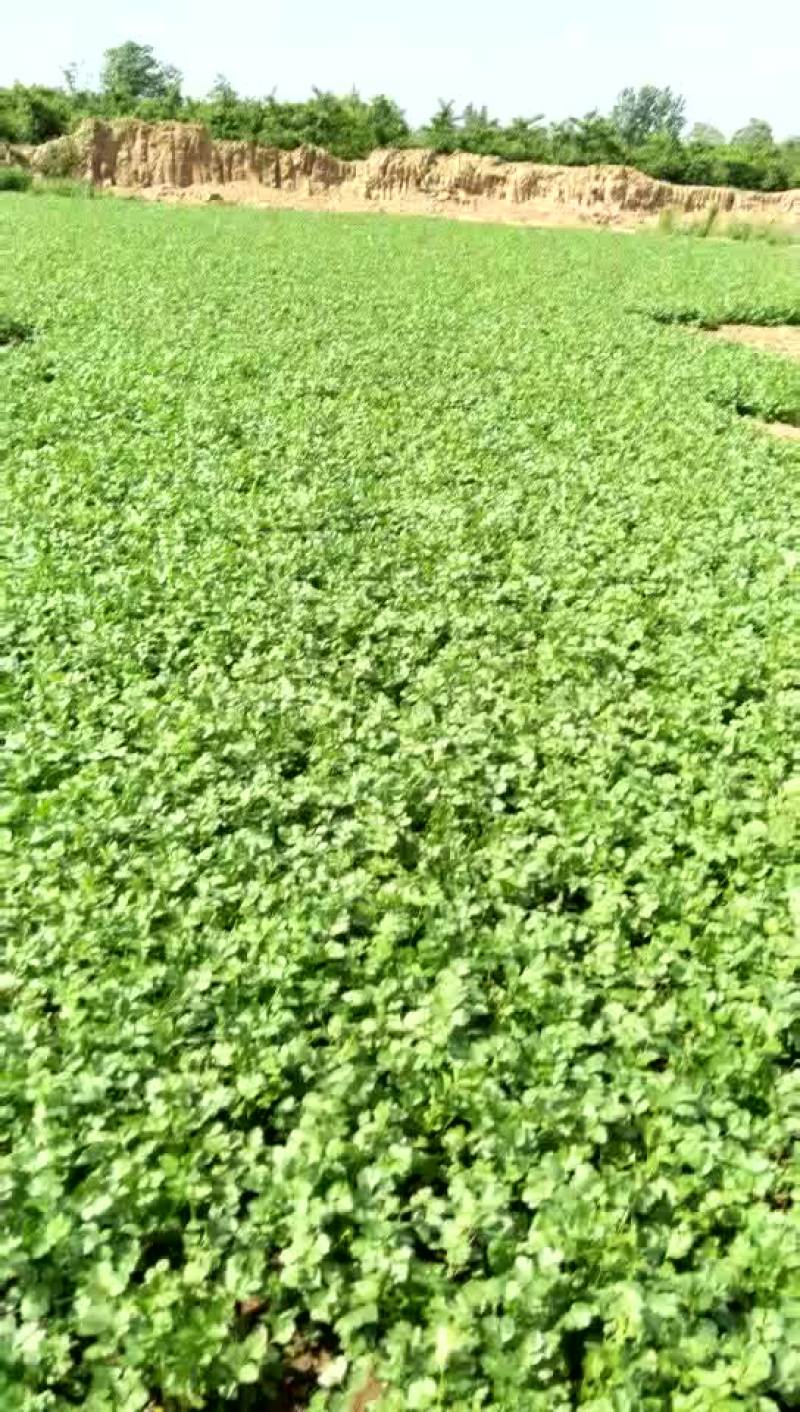 20-25香菜质量好