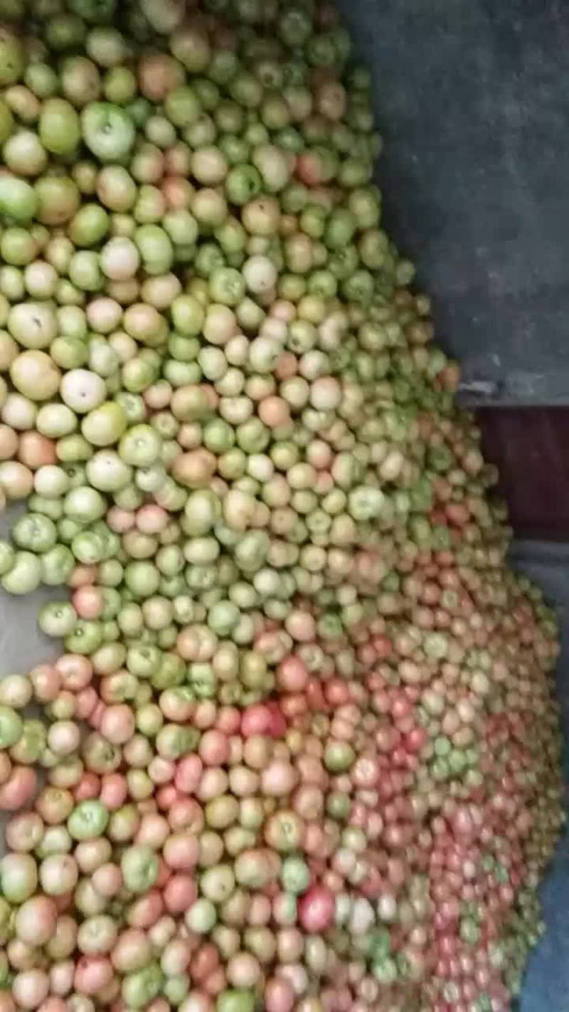 粉红西红柿，高山蔬菜，值得信耐