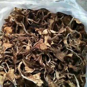 喇叭菌