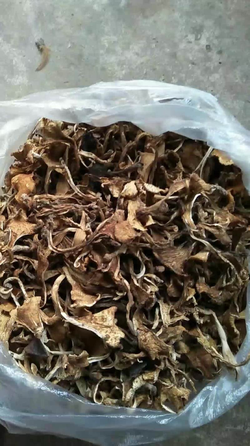 喇叭菌
