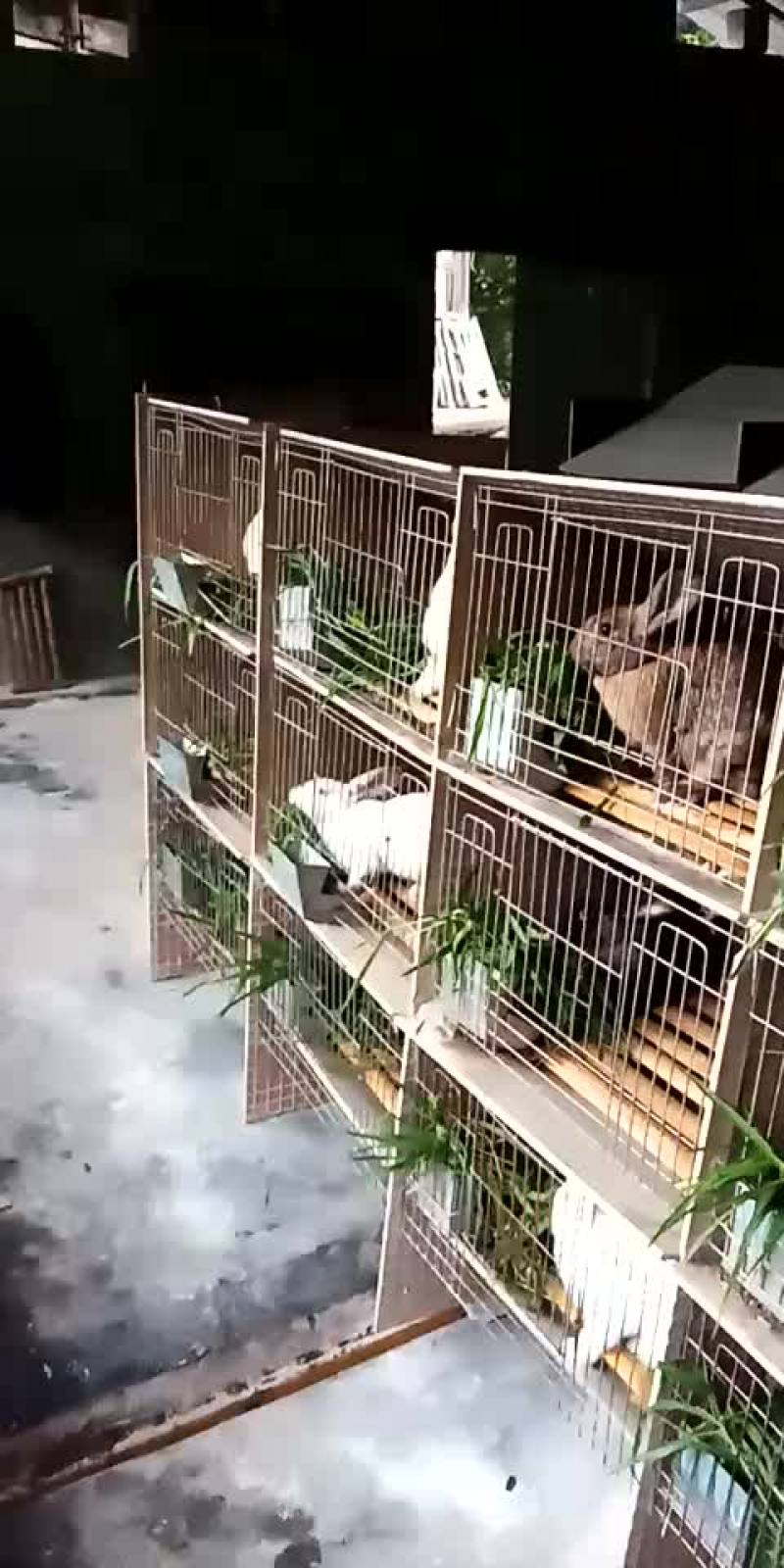 纯野草饲养