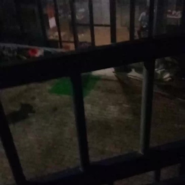 马齿苋