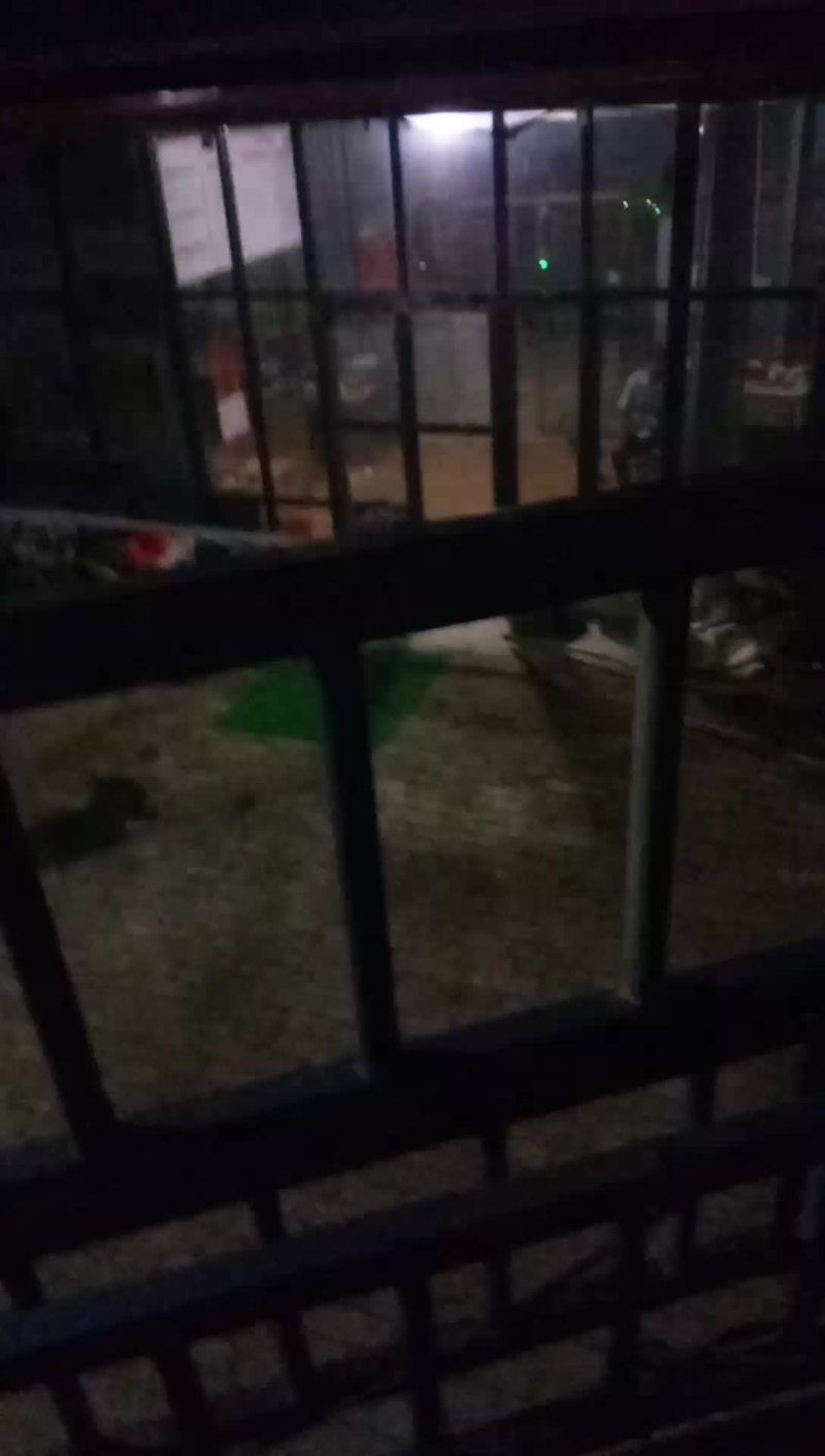 马齿苋