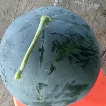 黑皮无籽西瓜