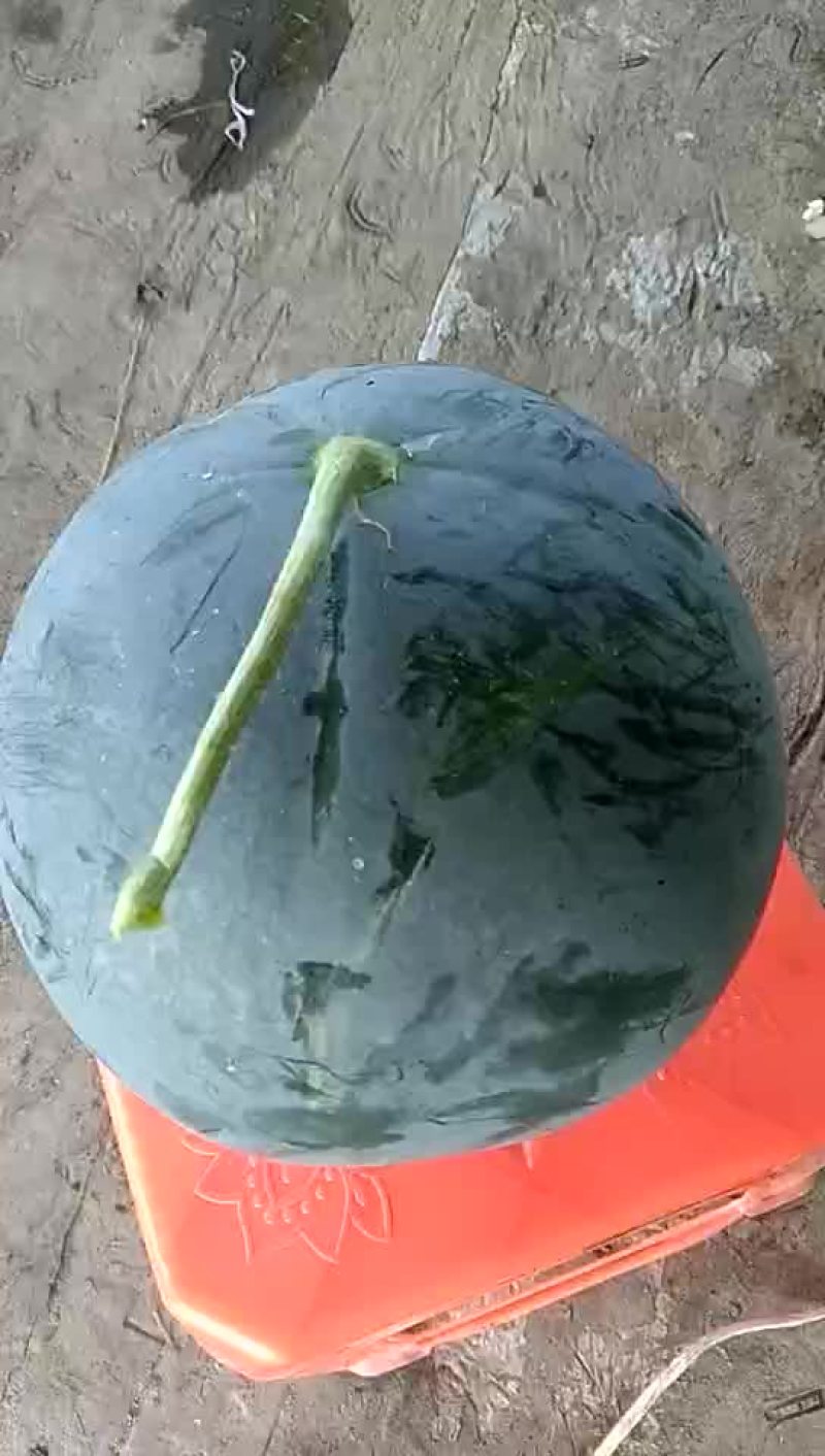 黑皮无籽西瓜