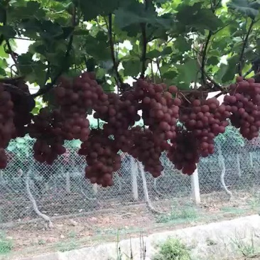 红提