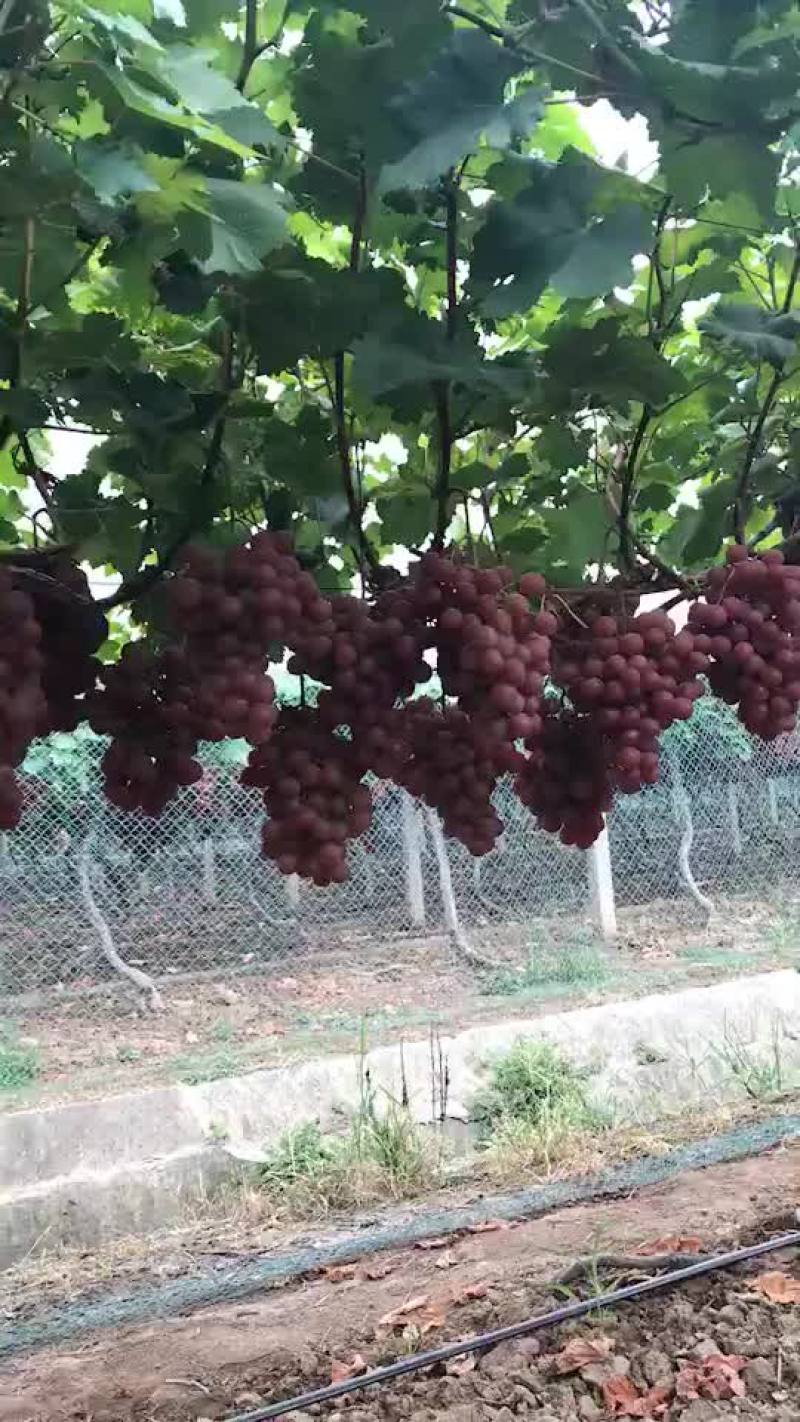 红提