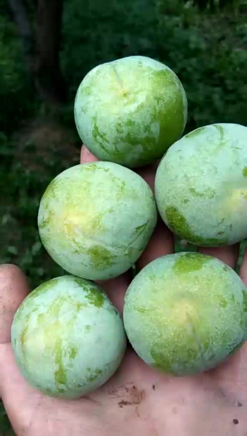 李子