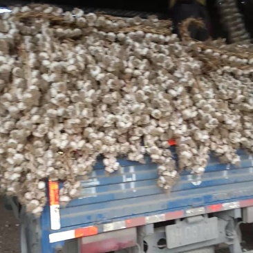 金乡蒜种走一车，价格在0.65-0.8之间