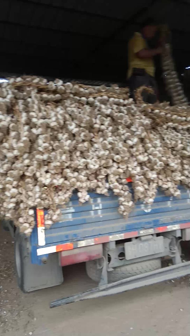 金乡蒜种走一车，价格在0.65-0.8之间