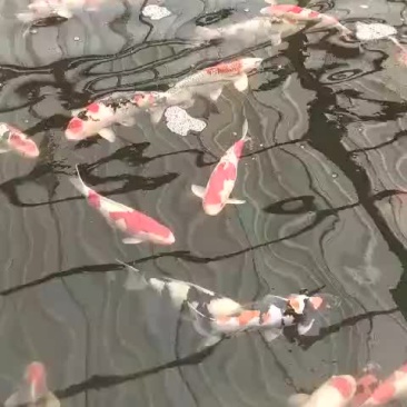 锦鲤鱼苗【恒泰鱼苗养殖场
