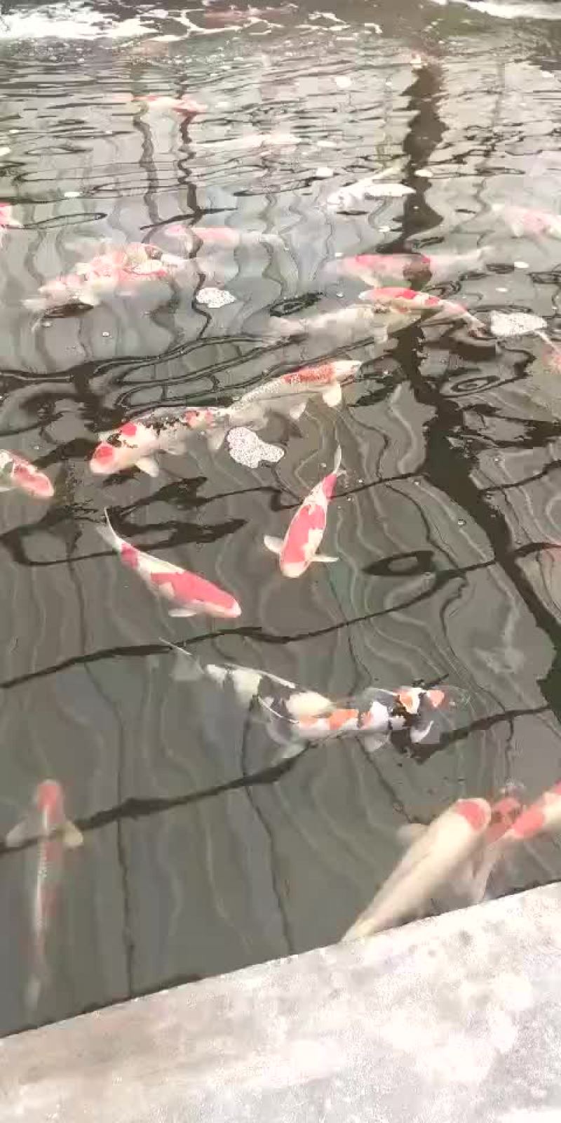 锦鲤鱼苗【恒泰鱼苗养殖场