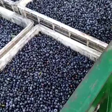 美登蓝莓冻果
