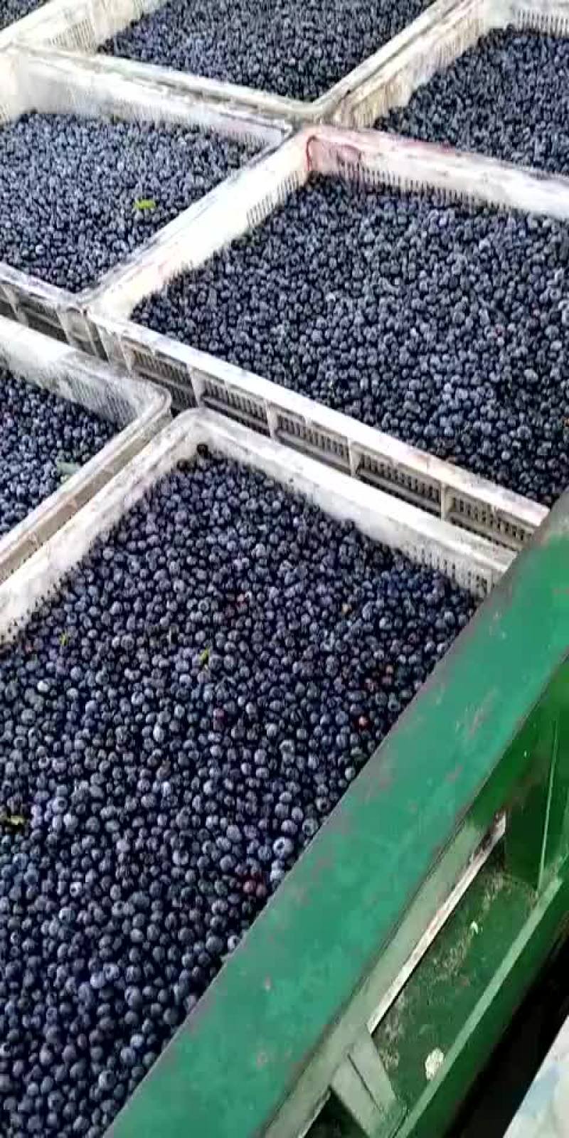 美登蓝莓冻果