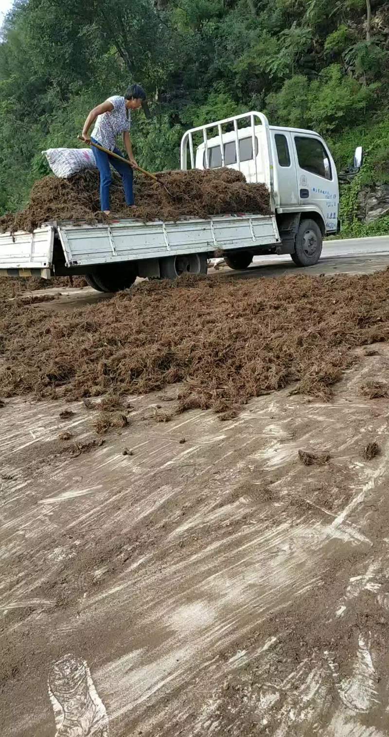 苍术